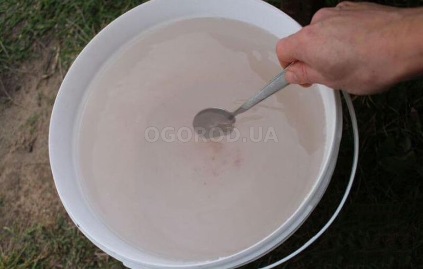 Чем подкормить фасоль и горох для долгого плодоношения