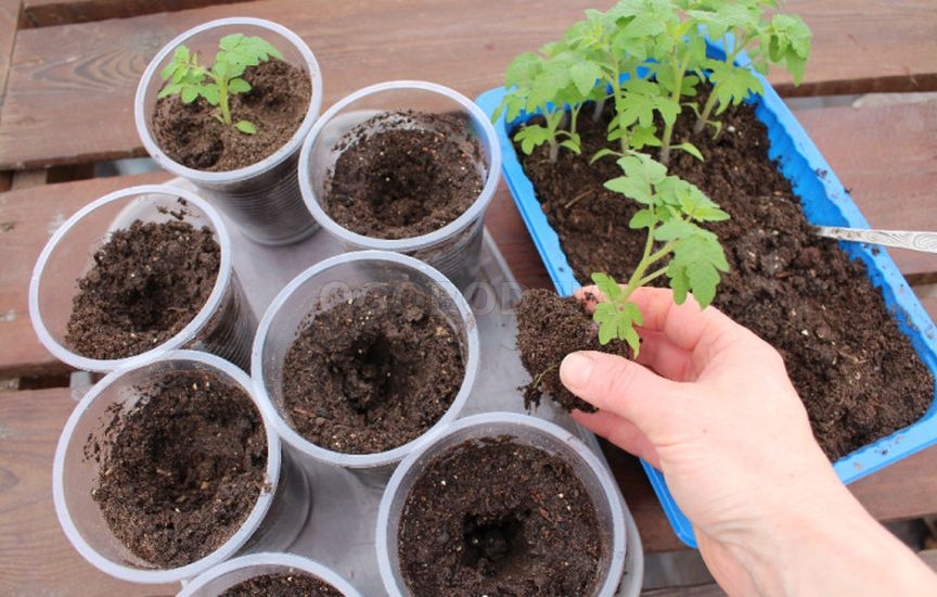 Что делать в саду и огороде в марте