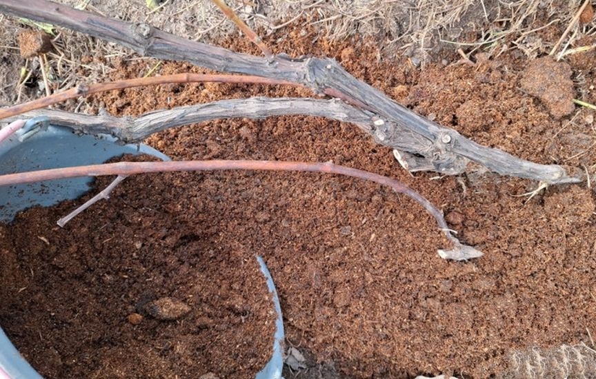 Укрытие винограда: советы опытного садовода Укрытие винограда: советы опытного садовода