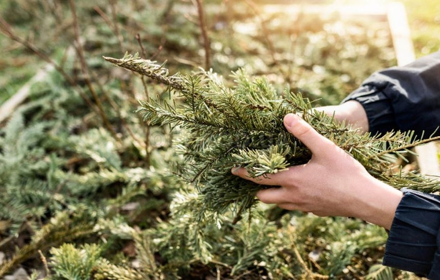 Осенний уход за хвойными растениями