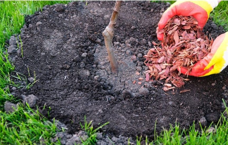Как сберечь молодые саженцы в первую зиму