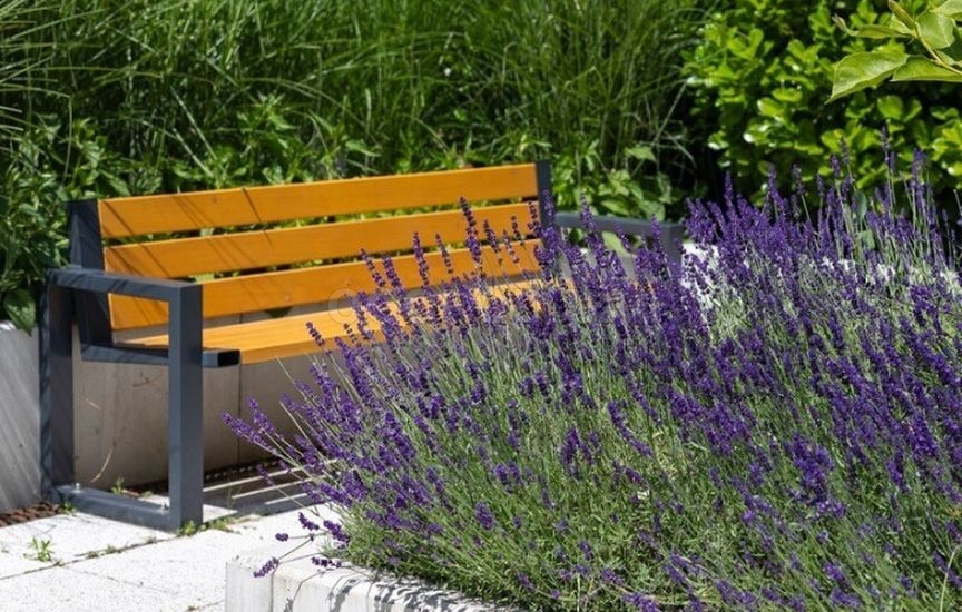 Без «химии»: 5 растений, которые отпугивают вредителей Без «химии»: 5 растений, которые отпугивают вредителей