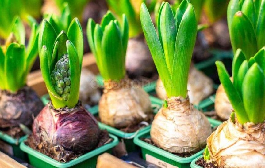 Как заставить теплицу приносить пользу и зимой