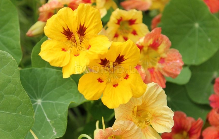 Какие цветы посеять прямо в грунт в апреле-мае