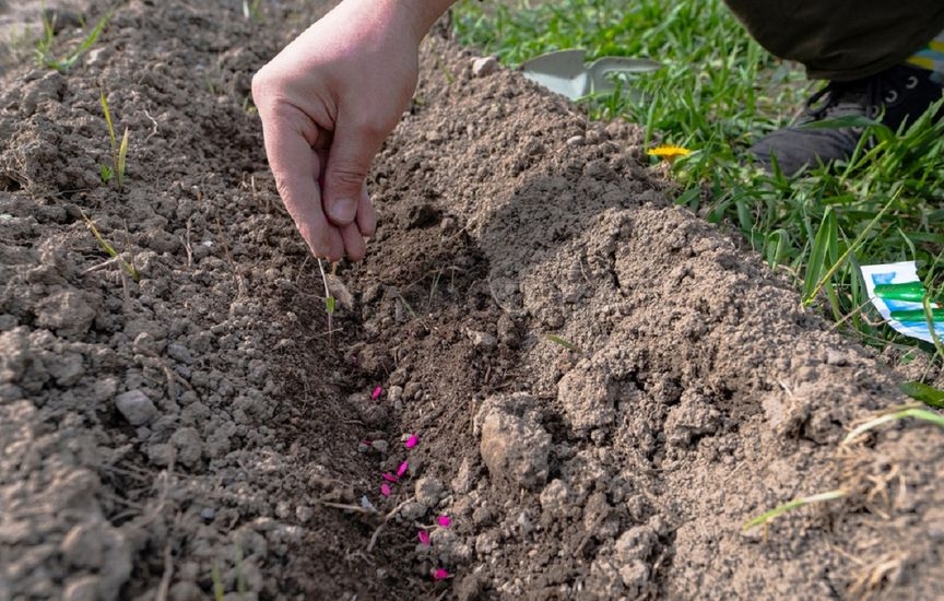 Что можно посеять и посадить в июне, чтобы собрать урожай осенью
