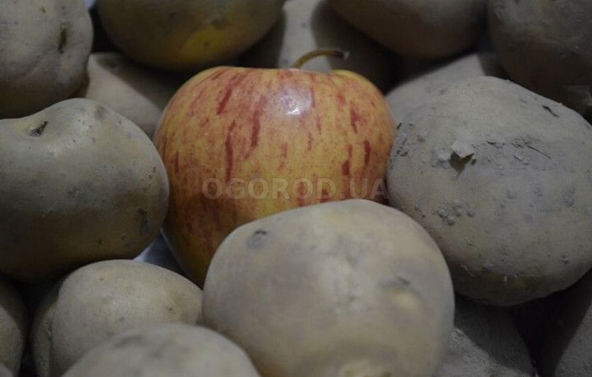 Ошибки зимнего хранения овощей