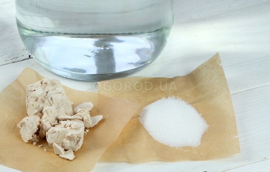 Подкормка молодой рассады