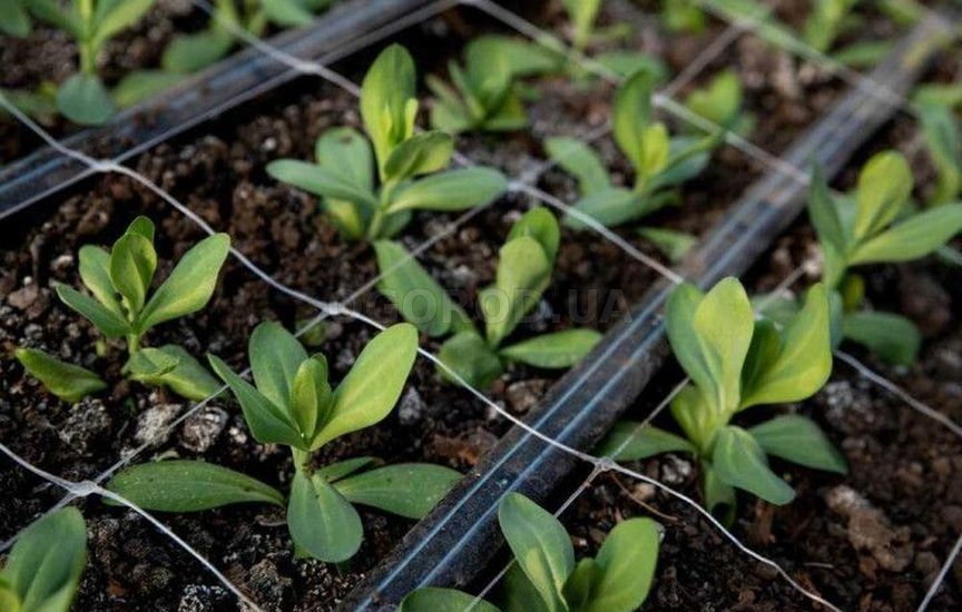 Как заставить теплицу приносить пользу и зимой