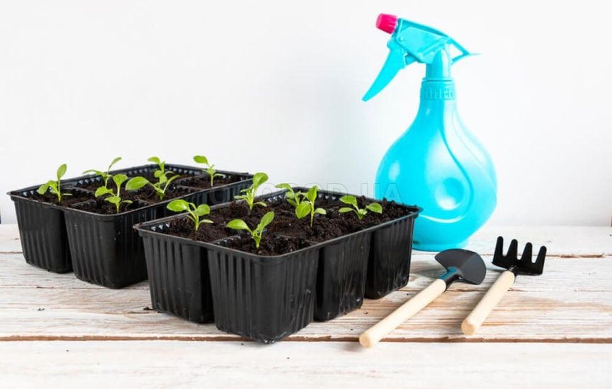 Когда начинать подкормки рассады