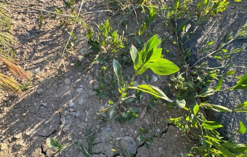 Методы восстановления почвы Методы восстановления почвы