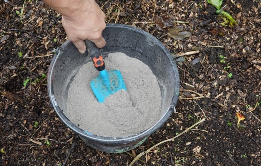 Как сберечь молодые саженцы в первую зиму Как сберечь молодые саженцы в первую зиму