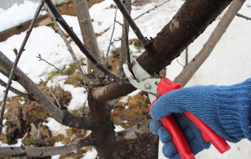 Что делать в саду и огороде в марте