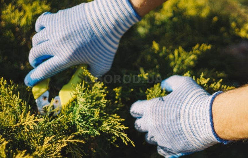 Осенний уход за хвойными растениями Осенний уход за хвойными растениями