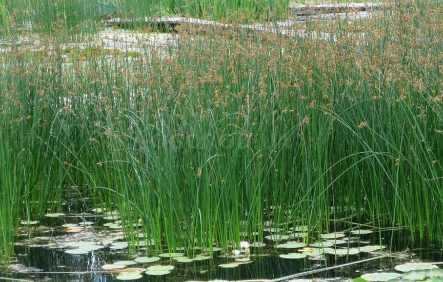 Камыш, рогоз и тростник: как различить похожие растения