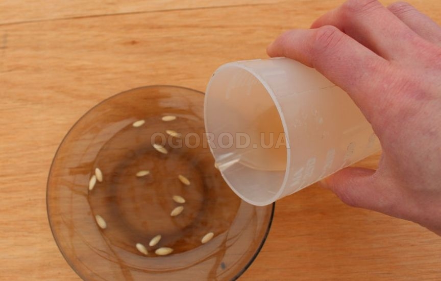 Идеальная рассада огурцов Идеальная рассада огурцов