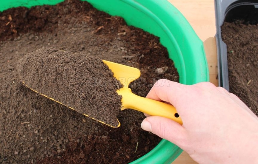 Что добавить в грунт для рассады, чтобы она росла крепкой и здоровой