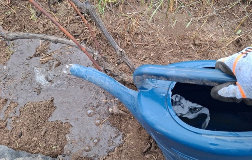 Укрытие винограда: советы опытного садовода Укрытие винограда: советы опытного садовода