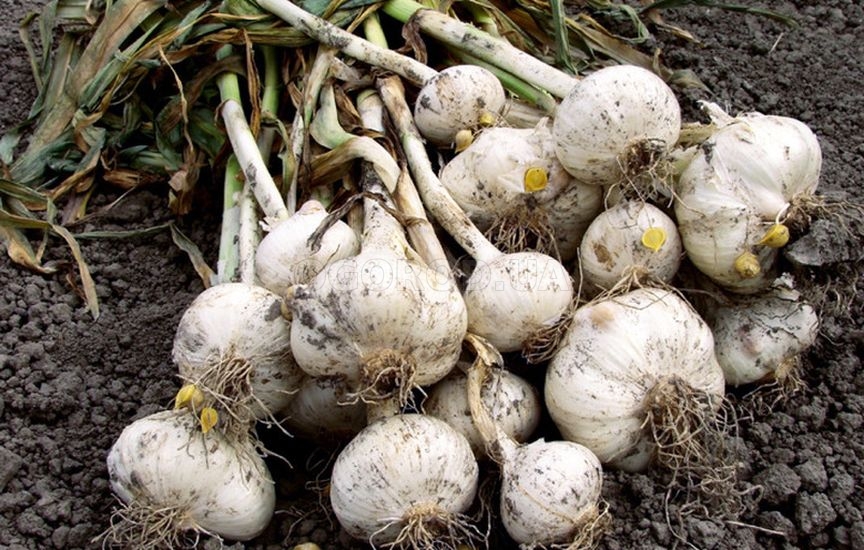 ЗОЖ-продукты на своем участке. Часть 2