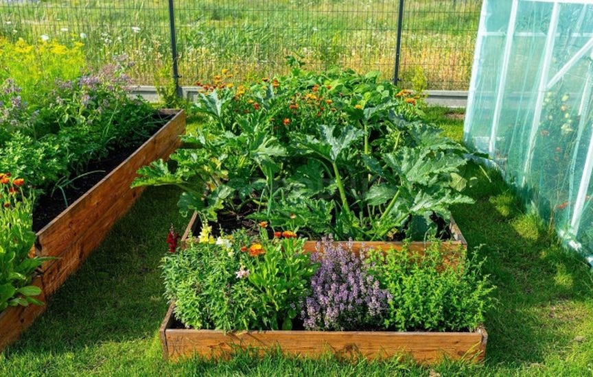 Без «химии»: 5 растений, которые отпугивают вредителей