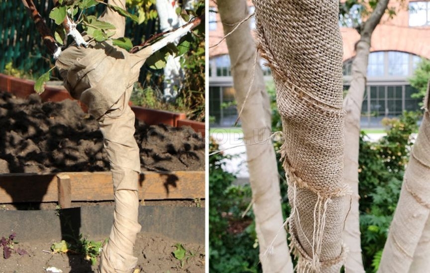 Садовый бинт: как использовать и чем заменить Садовый бинт: как использовать и чем заменить