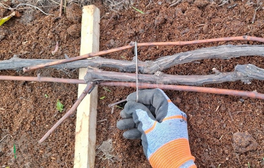 Укрытие винограда: советы опытного садовода Укрытие винограда: советы опытного садовода