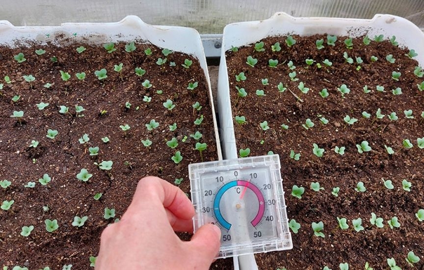 Рассада капусты: сроки и уход