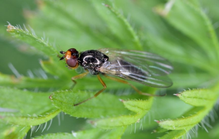 5 секретов сладкой и крупной моркови