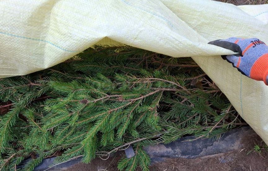 Укрытие винограда: советы опытного садовода Укрытие винограда: советы опытного садовода