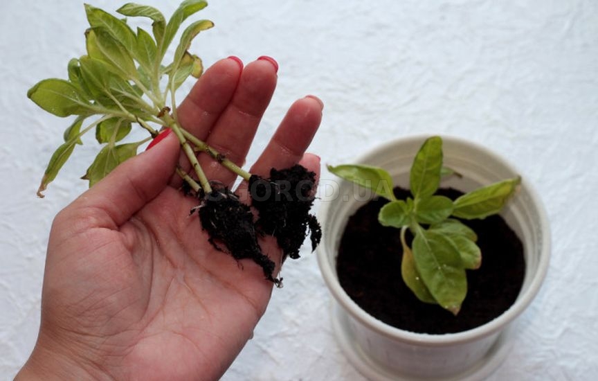 Что делать, если рассада остановилась в росте