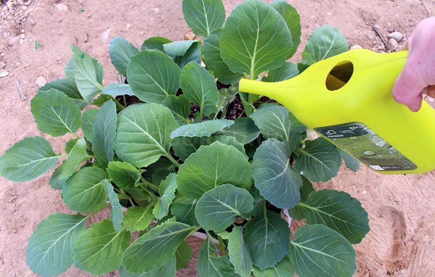 Рассада капусты: сроки и уход