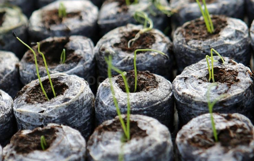 Как посадить и вырастить пампасную траву рассадным способом для украше