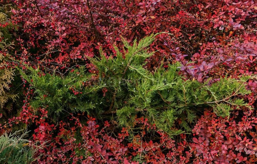 С чем и где посадить можжевельник – 9 стильных вариантов