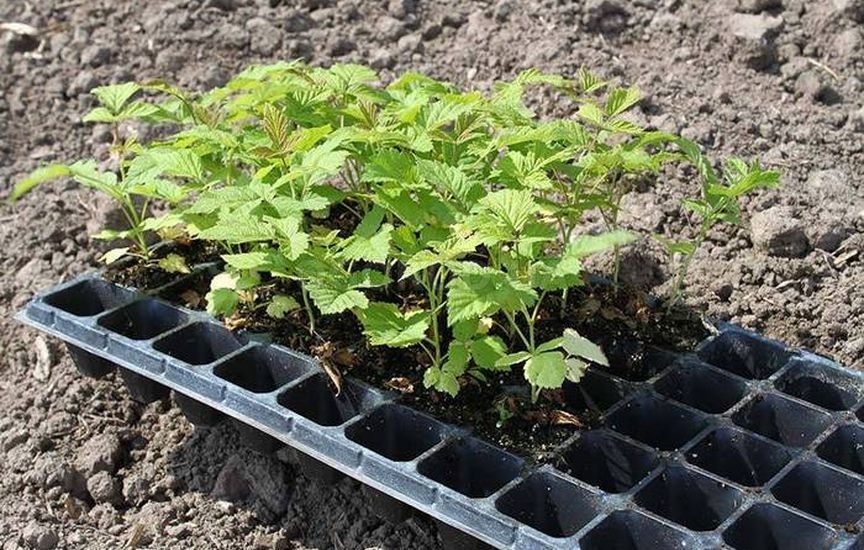 Малина из семян в домашних условиях