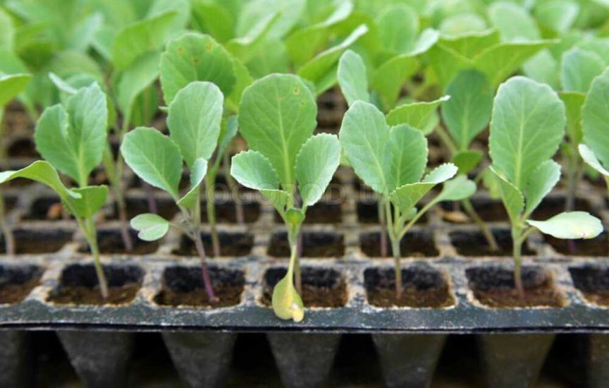 Когда начинать подкормки рассады