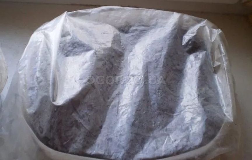 Малина из семян в домашних условиях