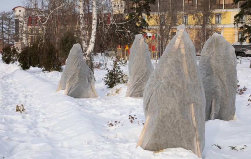 Осенний уход за хвойными растениями Осенний уход за хвойными растениями