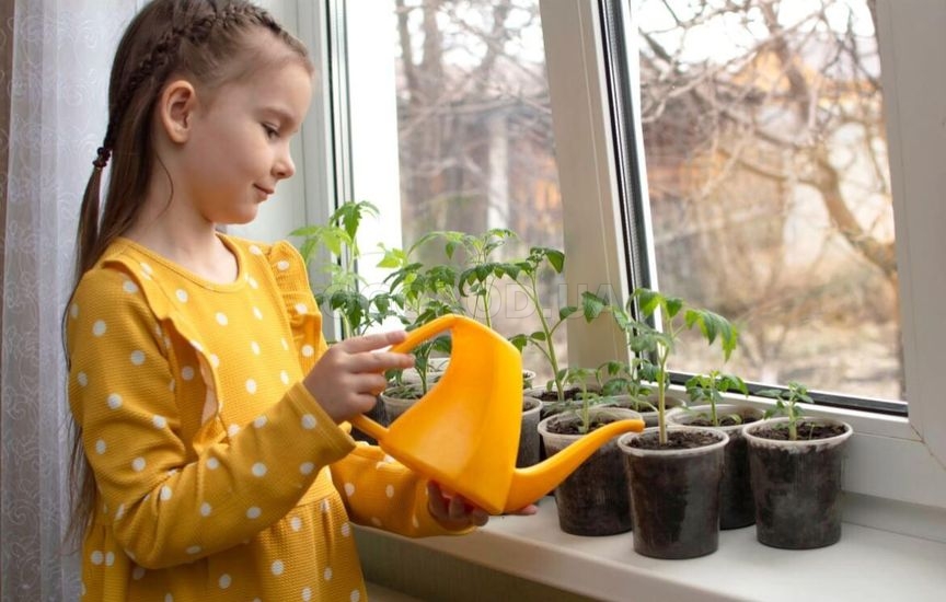 Когда начинать подкормки рассады – сроки для овощей и цветов