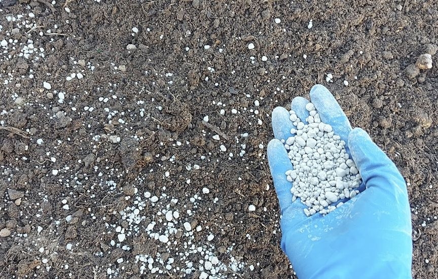 Посадка чеснока под зиму – все тонкости посадки зубками