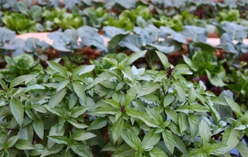 Без «химии»: 5 растений, которые отпугивают вредителей Без «химии»: 5 растений, которые отпугивают вредителей