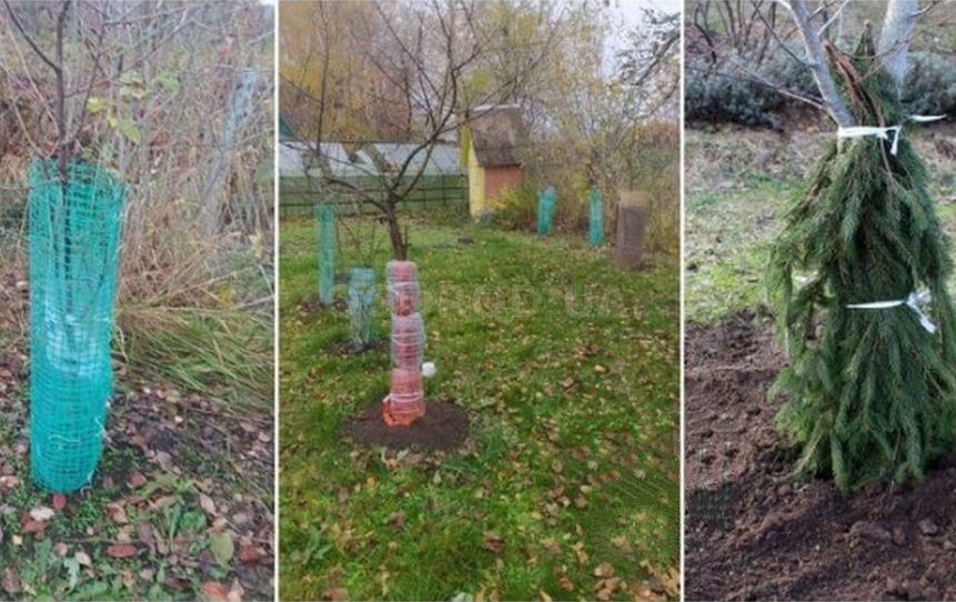 Как сберечь молодые саженцы в первую зиму Как сберечь молодые саженцы в первую зиму