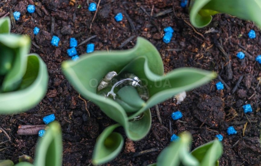 Подкормка многолетников весной