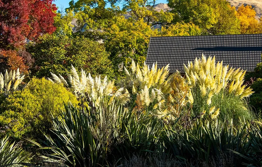 Как посадить и вырастить пампасную траву рассадным способом для украше