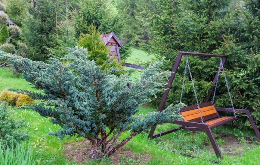 С чем и где посадить можжевельник – 9 стильных вариантов