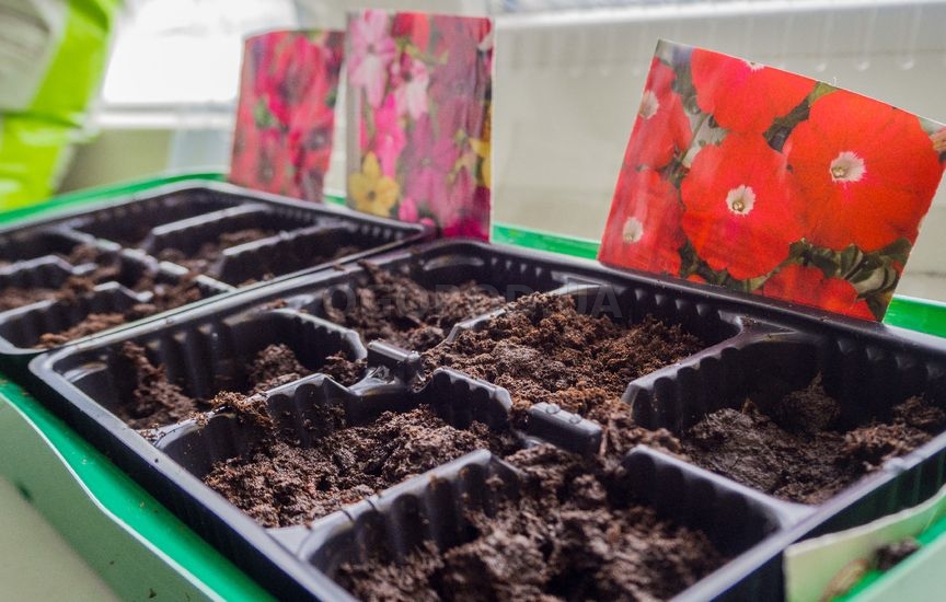 Когда сеять цветы на рассаду: сроки для однолетников и двулетников