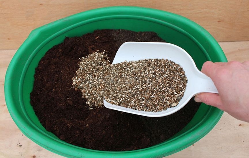 Рассада капусты: сроки и уход