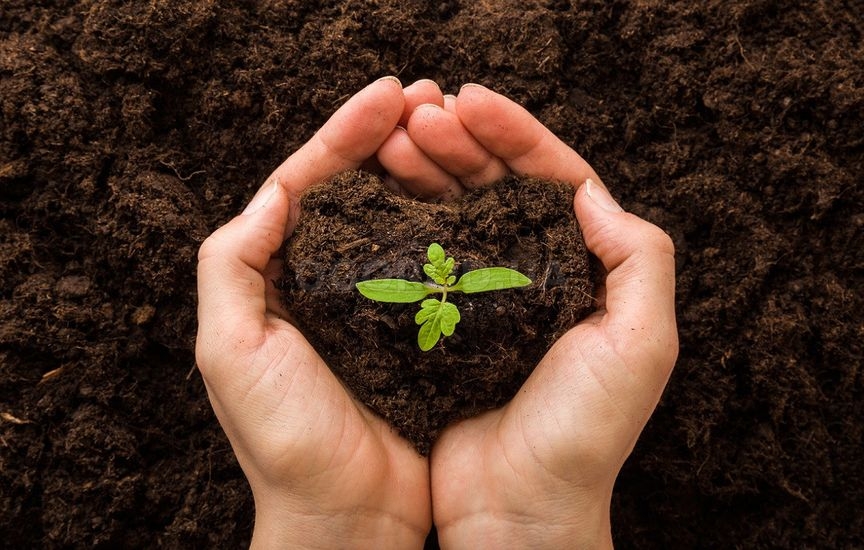 Что делать, если рассада остановилась в росте