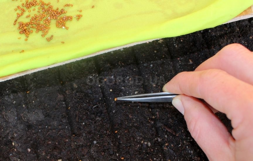 Когда сеять цветы на рассаду: сроки для однолетников и двулетников