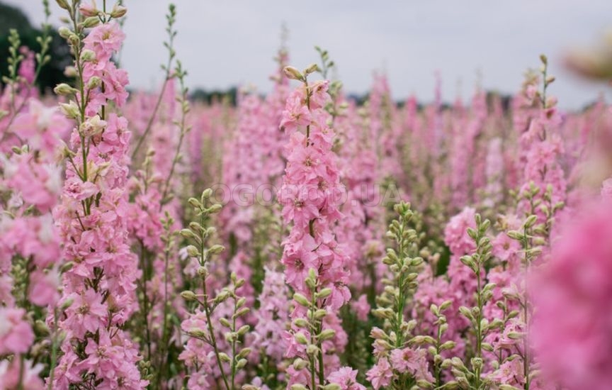 Какие цветы посеять прямо в грунт в апреле-мае