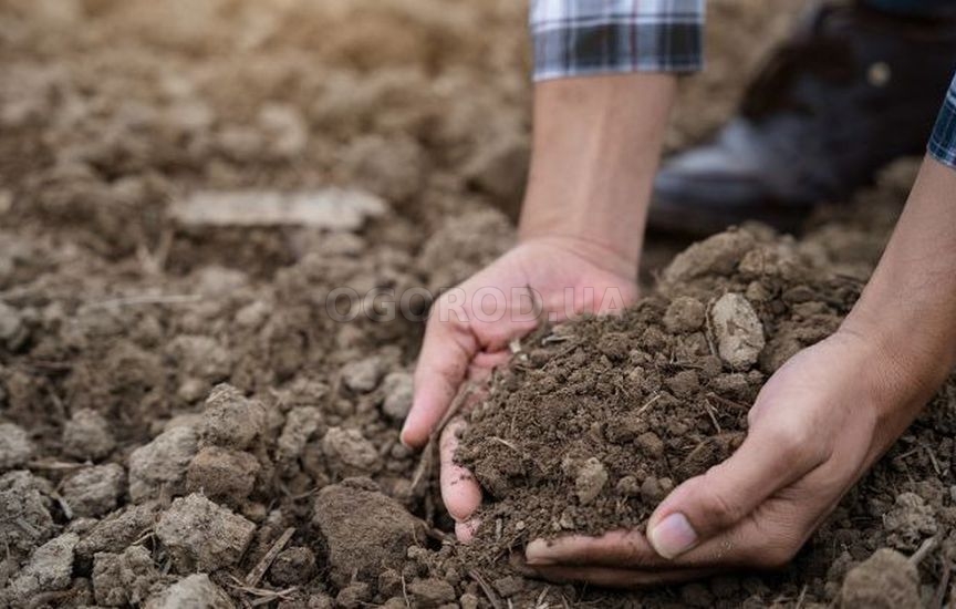 Методы восстановления почвы