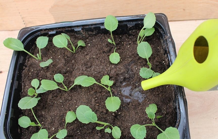 Рассада капусты: сроки и уход